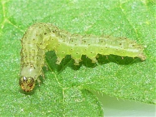 Réf. 280 846 : Hypena proboscidalis